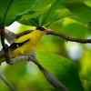 Zluva cernosijna - Oriolus chinensis - Black-naped Oriole o5465